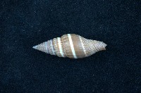 藏品(黑筆螺)的圖片